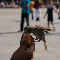 Paris | Notre-Dame Vorplatz